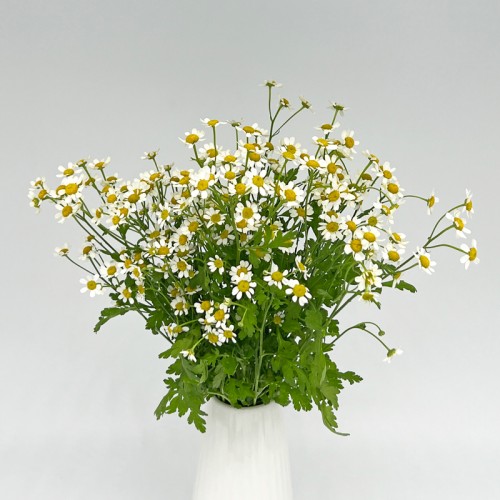 Tanacetum (Chamomile) (Imported) - (1 Bundle) Tanacetum (Chamomile) (Imported) - (1 Bundle)