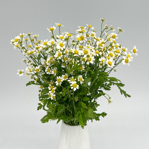 Tanacetum (Chamomile) (Local) - (Per Bundle) Tanacetum (Chamomile) (Local) - (Per Bundle)