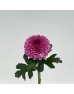 Chrysanthemum Ping Pong (Local) - 2 Tone Light Purple (12 Stems)