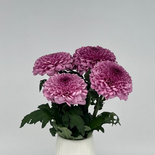 Chrysanthemum Ping Pong (Local) - 2 Tone Light Purple (12 Stems)