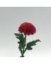 Chrysanthemum Ping Pong (Local) -  Brown (12 Stems)