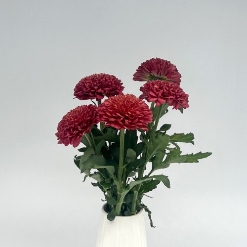 Chrysanthemum Ping Pong (Local) -  Brown (12 Stems)