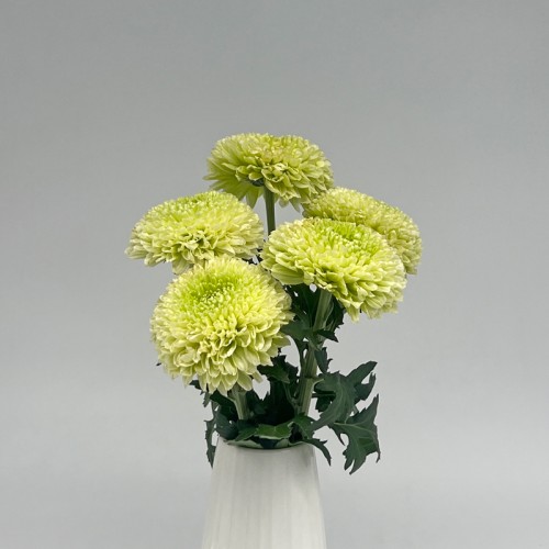 Chrysanthemum Ping Pong (Local) - Light Green (12 Stems)