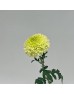 Chrysanthemum Ping Pong (Local) - Light Green (12 Stems)