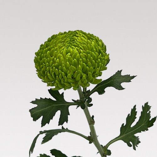 Chrysanthemum Ping Pong (Local) - Dark Green (12 Stems)