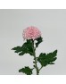 Chrysanthemum Ping Pong (Local) - Light Purple (12 Stems) Chrysanthemum Ping Pong (Local) - Light Purple (12 Stems)