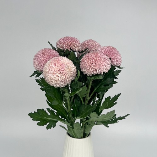 Chrysanthemum Ping Pong (Local) - Light Purple (12 Stems) Chrysanthemum Ping Pong (Local) - Light Purple (12 Stems)