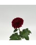Chrysanthemum Ping Pong (Local) - Maroon (12 Stems)