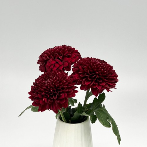 Chrysanthemum Ping Pong (Local) - Maroon (12 Stems)