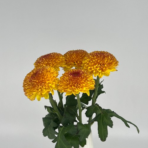 Chrysanthemum Ping Pong (Local) - 2 Tone Brown Yellow (12 Stems) Chrysanthemum Ping Pong (Local) - 2 Tone Brown Yellow (12 Stems)