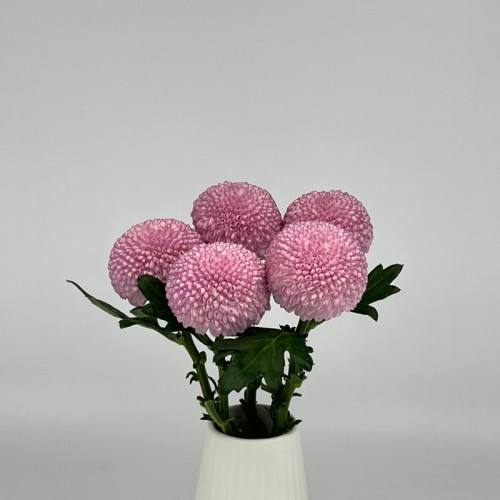 Chrysanthemum Ping Pong (Local) -  Purple (12 Stems)