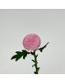 Chrysanthemum Ping Pong (Local) -  Purple (12 Stems)