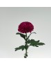 Chrysanthemum Ping Pong (Local) - Purple (12 Stems)