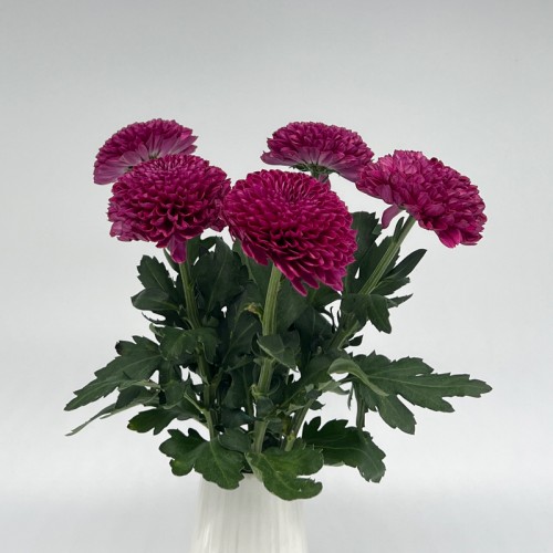 Chrysanthemum Ping Pong (Local) - Purple (12 Stems)