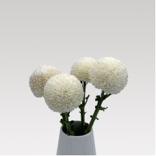 Chrysanthemum Ping Pong (Local) - White (12 Stems)