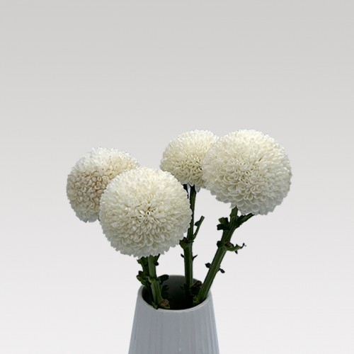 Chrysanthemum Ping Pong (Local) - White (12 Stems)