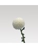 Chrysanthemum Ping Pong (Local) - White (12 Stems)