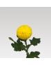 Chrysanthemum Ping Pong (Local) - Yellow (12 Stems)