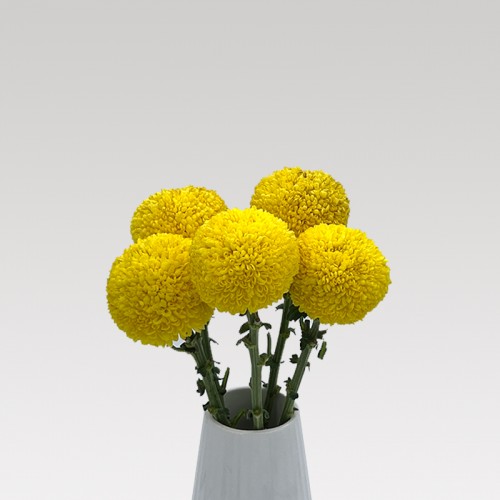 Chrysanthemum Ping Pong (Local) - Yellow (12 Stems)