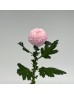 Chrysanthemum (Imported) - Pink (10 Stems)