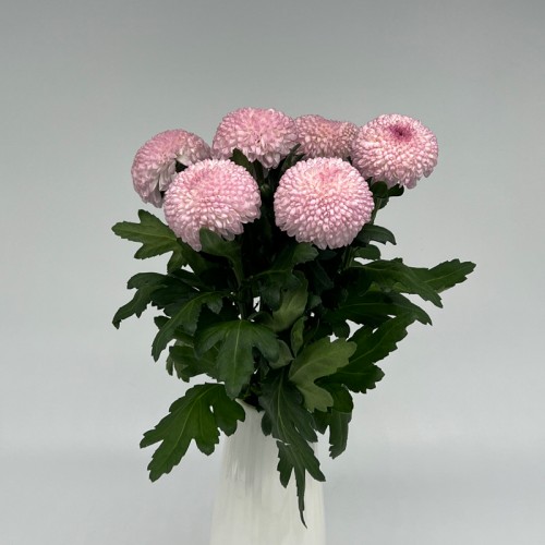 Chrysanthemum (Imported) - Pink (10 Stems)