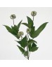 Clematis Amazing Kibo (Imported) - White (5 Stems)