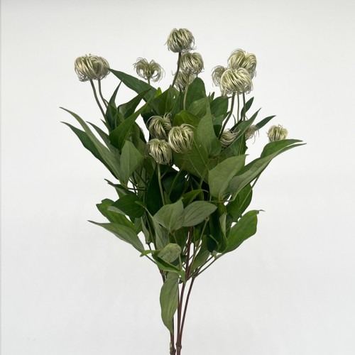 Clematis Amazing Kibo (Imported) - White (5 Stems)