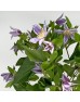 Clematis Star River (Imported) - Lilac (5 Stems)