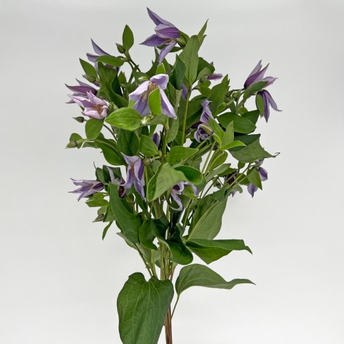 Clematis Star River (Imported) - Lilac (5 Stems)