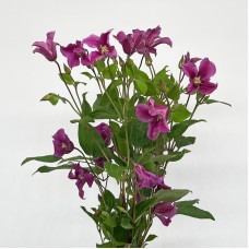 Clematis Star River (Imported) - Purple (5 Stems)