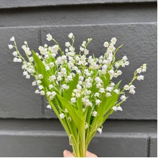 Convallaria (Imported) - White (5 Stems)