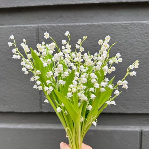 Convallaria (Imported) - White (5 Stems)