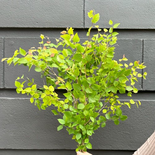 Corylopsis (Imported) - Green (2 Stem) Corylopsis (Imported) - Green (2 Stem)