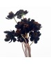 Cosmos Atrosanguineus (Imported) - Velvet Burgundy (Per Bundle)