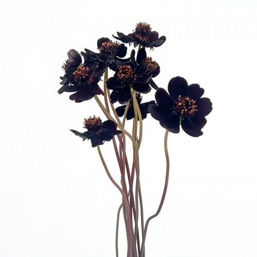 Cosmos Atrosanguineus (Imported) - Velvet Burgundy (Per Bundle)