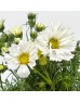 Cosmos Bipinnatus (Imported) - White (Per Bundle) Cosmos Bipinnatus (Imported) - White (Per Bundle)