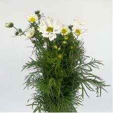 Cosmos Bipinnatus (Imported) - White (Per Bundle)