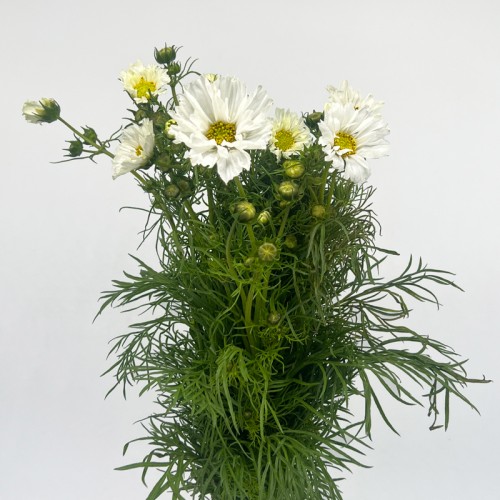Cosmos Bipinnatus (Imported) - White (Per Bundle) Cosmos Bipinnatus (Imported) - White (Per Bundle)