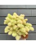 Cotinus Coggygria (Imported) - Green (Per Stem)