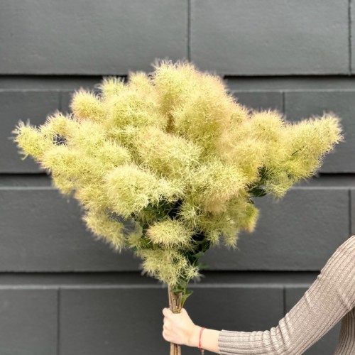 Cotinus Coggygria (Imported) - Green (Per Stem)