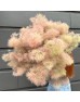 Cotinus Coggygria (Imported) - Pink (Per Stem)