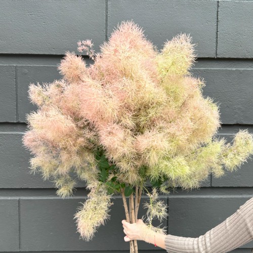 Cotinus Coggygria (Imported) - Pink (Per Stem)