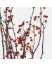 Crab Apple (Imported) - (Per Bundle)
