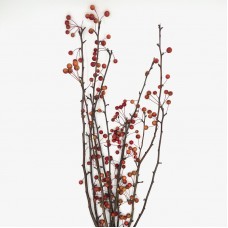Crab Apple (Imported) - (Per Bundle)