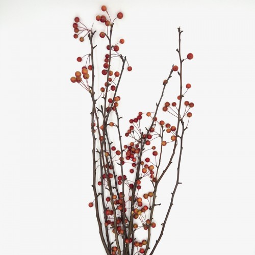 Crab Apple (Imported) - (Per Bundle)