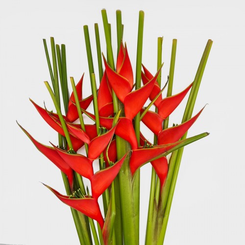 Crab Crawl (Local) - Red (5 Stalks) Crab Crawl (Local) - Red (5 Stalks)