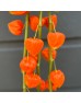 Cranberries / Physalis (Imported) - Orange (5 Stems) Cranberries / Physalis (Imported) - Orange (5 Stems)