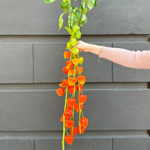 Cranberries / Physalis (Imported) - Orange (5 Stems) Cranberries / Physalis (Imported) - Orange (5 Stems)