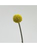 Craspedia Yellow Ball (Imported) - (10 Stems)