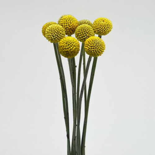 Craspedia Yellow Ball (Imported) - (10 Stems)